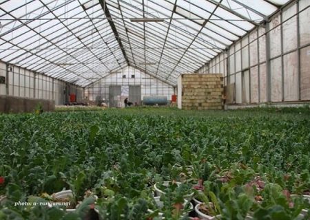 تولید ۲/۵ میلیون بوته انواع گونه‌های گیاهی توسط سازمان سیما و منظر تبریز