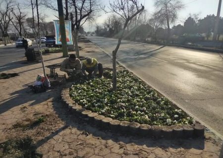 کاشت ۵۵ هزار گل بهاری در معابر غرب و شمال غرب تبریز آغاز شد