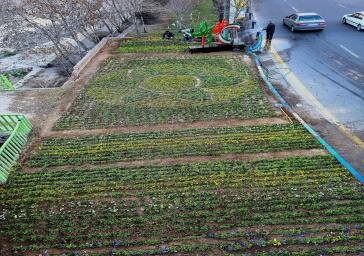 کاشت ۲۲۰ هزار نهال و گل در سطح منطقه یک در قالب طرح “استقبال از بهار”