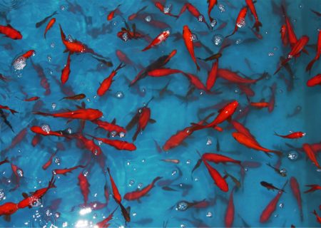 رهاسازی ماهی قرمز در آب‌های آزاد، ممنوع