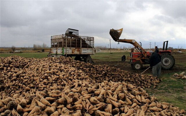 بیش از ۳۰ درصد چغندرقند کشور در آذربایجان غربی تولید می شود