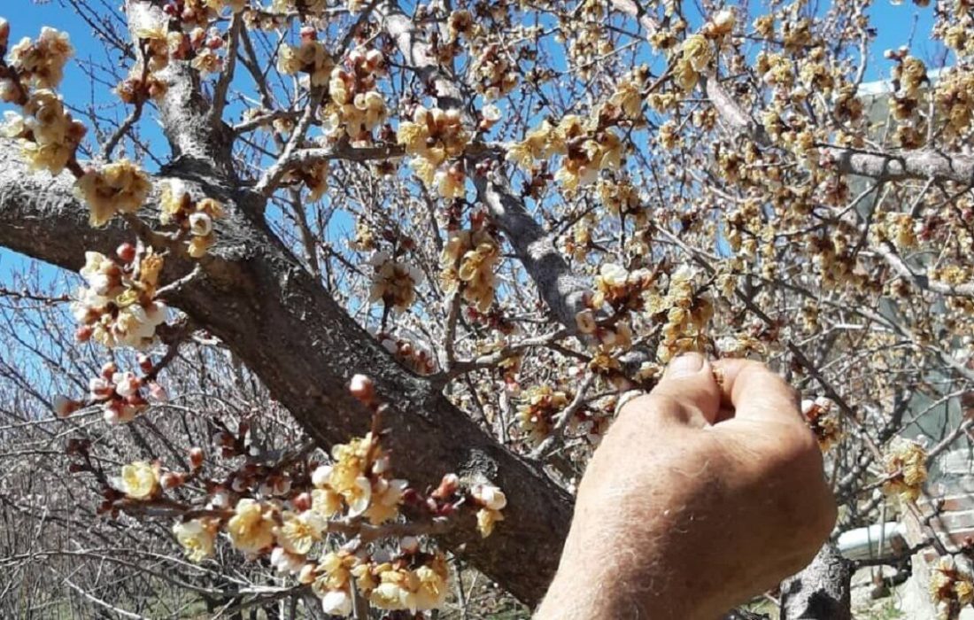 کشاورزان زنجانی محصولات خود را از سرمازدگی محافظت کنند