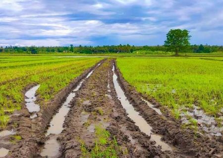 هشدار سازمان هواشناسی به کشاورزان به دنبال تداوم بارش‌ها
