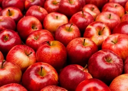 ۱۰۰ هزار تن سیب در دست کشاورزان شمالغرب کشور ماند