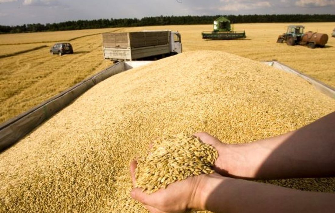 پیش بینی برداشت بیش از ۵۰۰ هزار تُن گندم در استان اردبیل