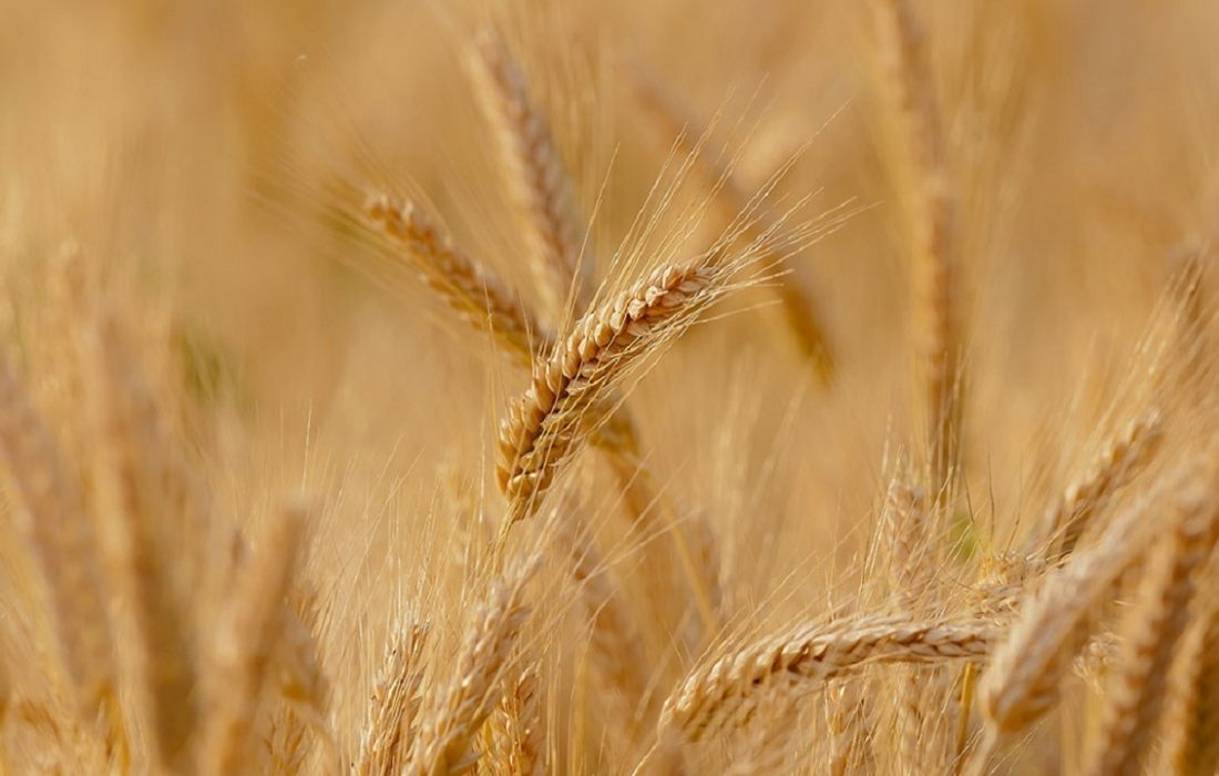 پیش بینی برداشت و خرید ۱۶۰ هزار تن گندم در هشترود