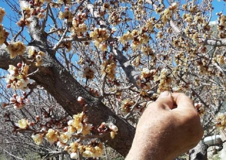 کشاورزان زنجانی محصولات خود را در برابر سرمای بهاره محافظت کنند