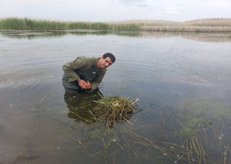 پرندگان نادر در تالاب کانی‌برازان مهاباد لانه‌سازی کردند