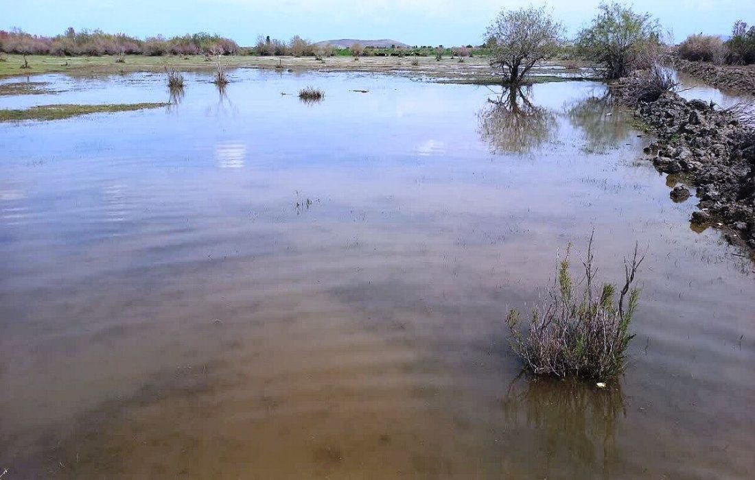 احیای تالاب گرده‌قیت نقده باعث کاهش شوری آب چاه‌های منطقه شده است