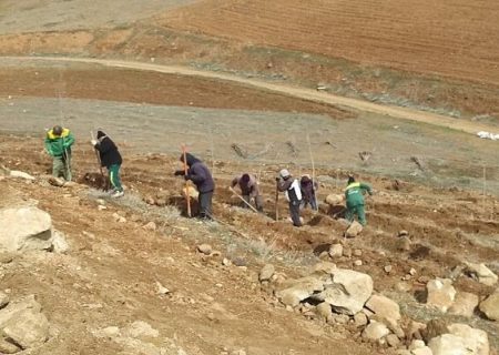 کاشت ۳۴ هزار اصله نهال در فاز دوم تفرجگاه جنگلی آرپادره‌سی در سال ۱۴۰۲