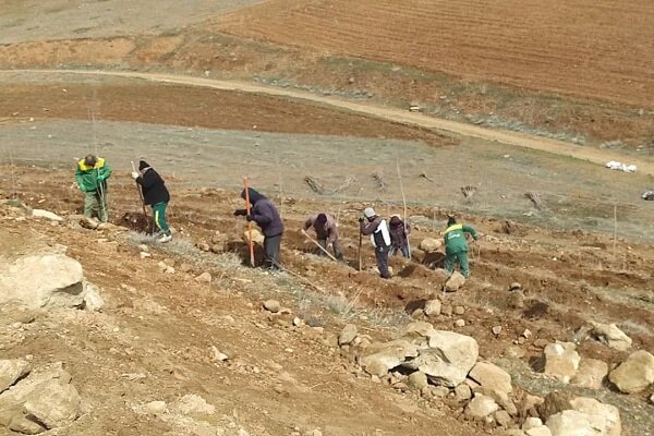 کاشت ۳۴ هزار اصله نهال در فاز دوم تفرجگاه جنگلی آرپادره‌سی در سال ۱۴۰۲