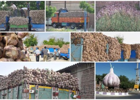 جشنواره بزرگ سیر «تیمورلو» برگزار می‌شود