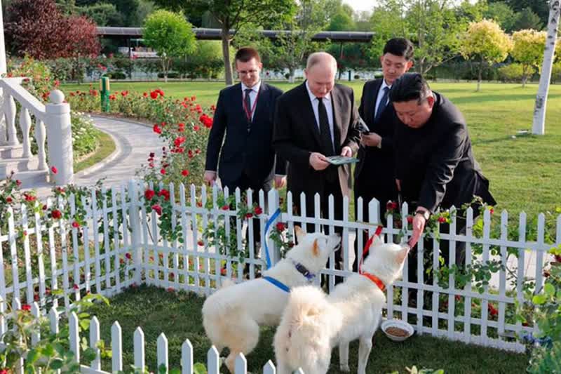هدیه کیم جونگ اون به پوتین یک جفت سگ از نژاد نادر کره ای بود