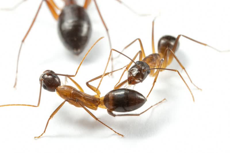 مورچه ها برای درمان ،پای هم لانه خود را قطع می کنند