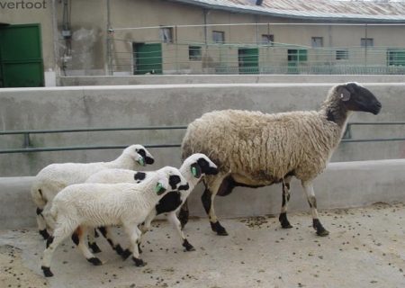 کشتار ۵,۶۲ درصد گوسفند و بره ذبح شده کشور در آذربایجان شرقی
