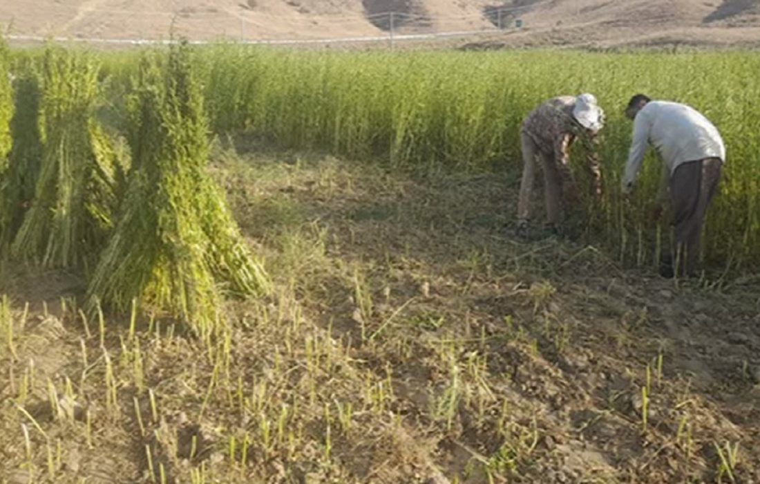 آغاز برداشت کشت دوم کنجد در خداآفرین