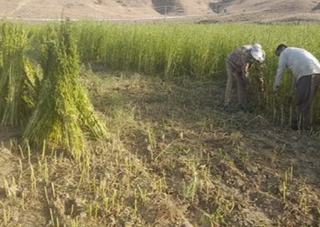 آغاز برداشت کشت دوم کنجد در خداآفرین