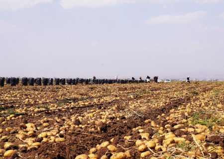 ۲۲ هزار تن سیب‌زمینی از استان اردبیل صادر شد