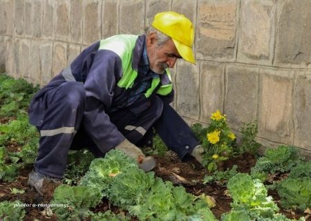 آغاز کاشت پاییزه در تبریز از ۲۰ شهریور ماه