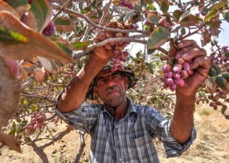 پیش بینی برداشت ۱۲۵ تن پسته در آذربایجان‌غربی