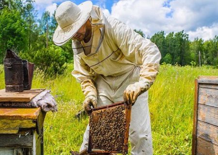 فعالیت بیش از ۶ هزار زنبورستان در آذربایجان‌غربی