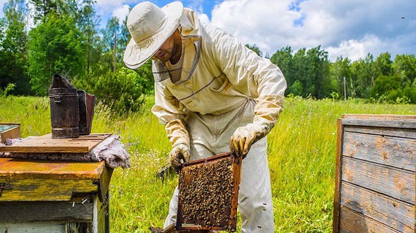 فعالیت بیش از ۶ هزار زنبورستان در آذربایجان‌غربی