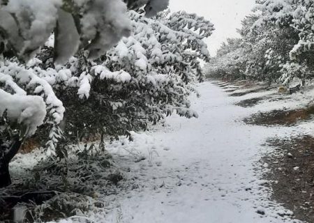 غافلگیری باغداران مراغه ای در پی بارش برف