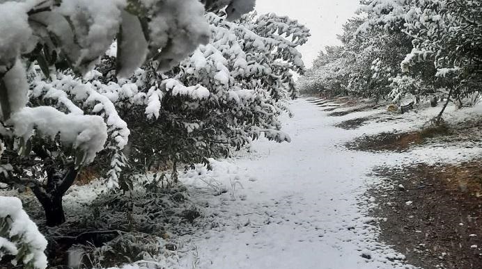 غافلگیری باغداران مراغه ای در پی بارش برف