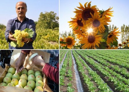 تولید سالانه ۲۶۷ هزار تن محصولات کشاورزی در تبریز