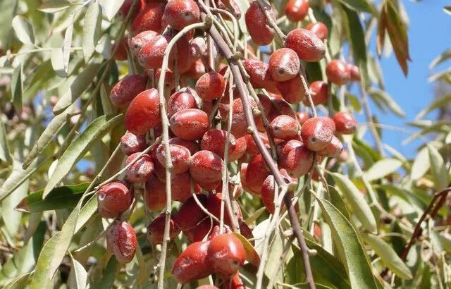 پیش بینی برداشت ۴۰ تن سنجد از باغات آذربایجان‌غربی/ تداوم کشت محصولات کم‌آب‌بر در آذربایجان‌غربی