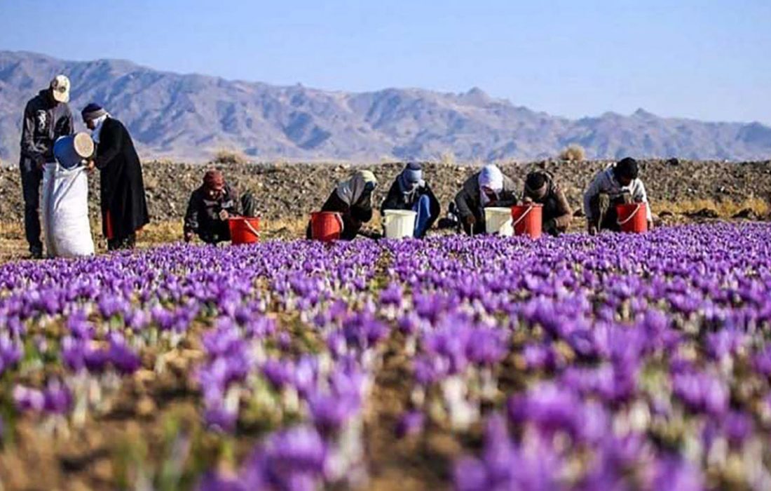 زعفران ایران به کدام کشورها صادر می‌شود؟ / کاهش صادرات به چین