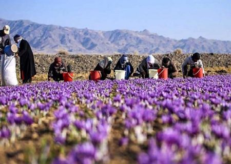 زعفران ایران به کدام کشورها صادر می‌شود؟ / کاهش صادرات به چین