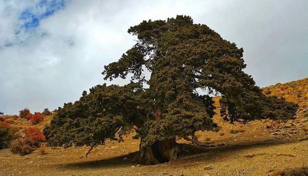 درختی با ١۶ قرن عمر و ۳ تنه در تکاب آذربایجان غربی