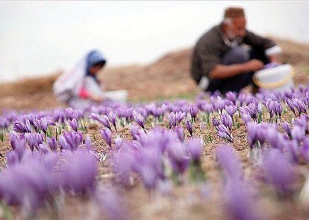 تولید زعفران در آذربایجان‌شرقی به سه تن می‌رسد