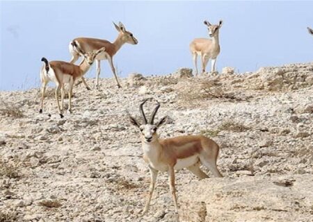 افزایش جمعیت جانوری در منطقه حفاظت شده سهند