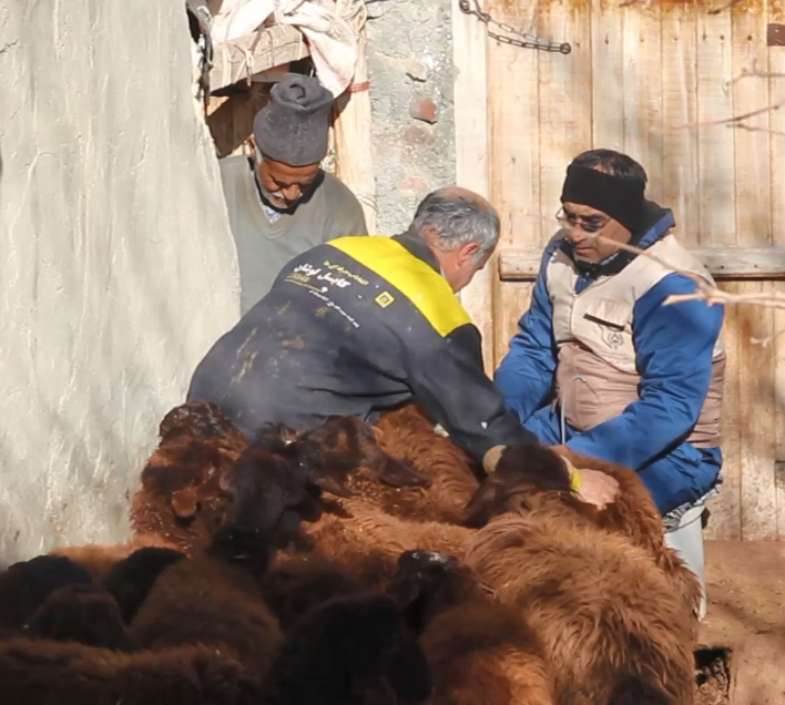 خدمات رایگان دامپزشکی در ۱۴۰ روستای آذربایجان شرقی