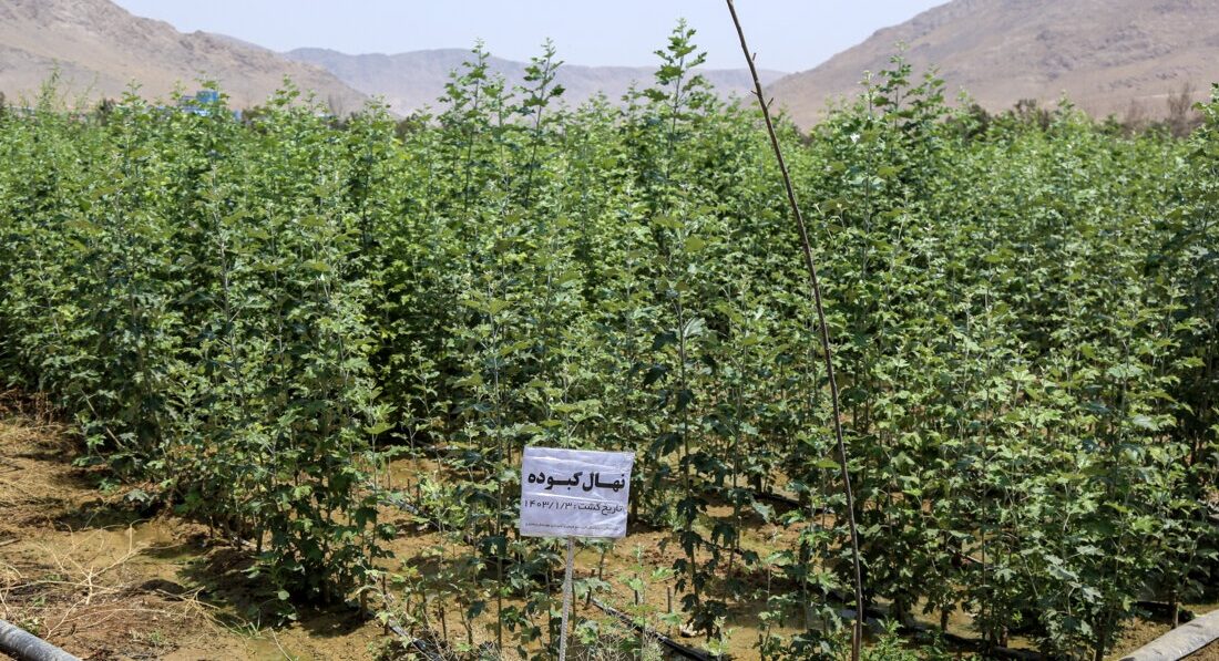 ۱۳ درصد نهال کشور در آذربایجان شرقی تولید شد