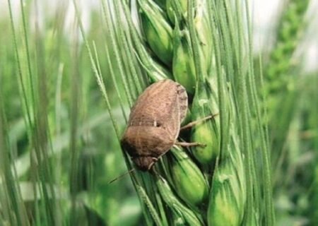 هشدار جدی درباره آفت سن گندم در آذربایجان شرقی