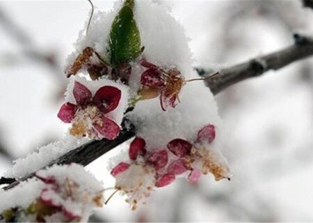 سرمازدگی شدید محصولات کشاورزی اهر و هریس