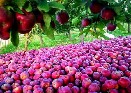 آغاز طرح کشاورزی قراردادی در ۱۰۰ هکتار از باغات سیب مراغه