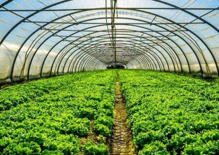 ۴۰۰ هزار تن محصولات گلخانه‌ای در آذربایجان‌شرقی تولید می‌شود