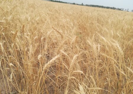 تاثیر مطلوب بارشهای بهاری بر گندم‌زارهای آذربایجان شرقی