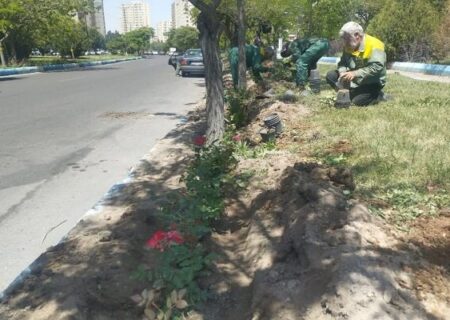 کاشت ۳۰ هزار اصله درختچه گلدار در معابر سطح حوزه شهرداری منطقه ۲