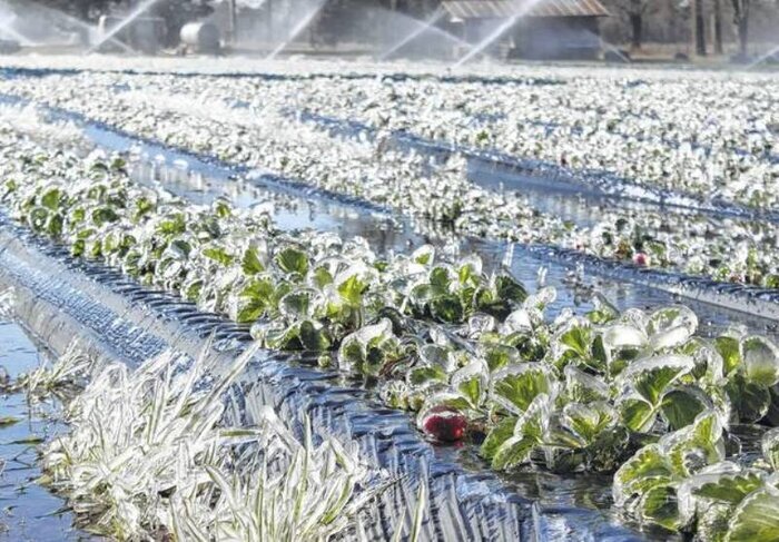 بررسی خسارات سرمازدگی مزارع گندم شادیان چاراویماق