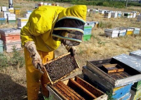 رکوردشکنی آذربایجان‌شرقی در تولید عسل