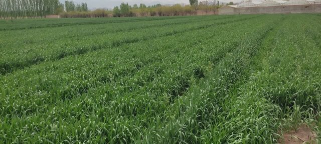 علف‌های هرز، سن و زنگ گندم تهدیدی جدی برای مزارع