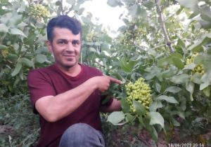 پسته کاری در آذربایجان با شعار “هر آذربایجان لی، بیر پوسته باغی”!