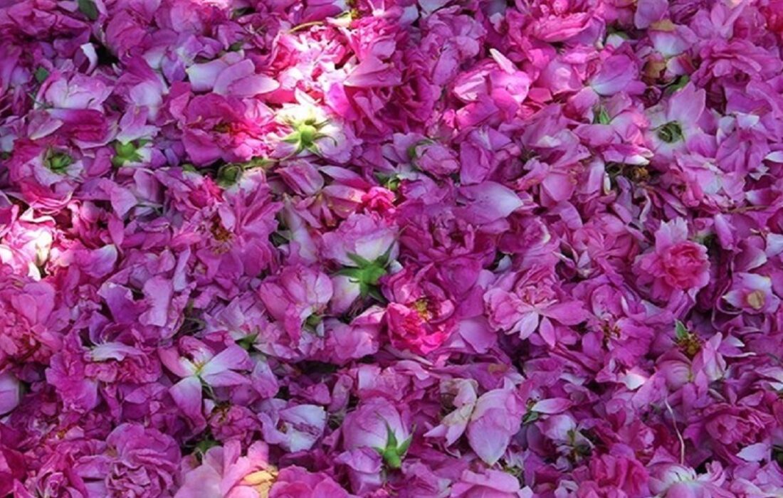 آذربایجان شرقی چهارمین قطب تولید گل محمدی در کشور