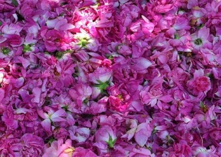 آذربایجان شرقی چهارمین قطب تولید گل محمدی در کشور