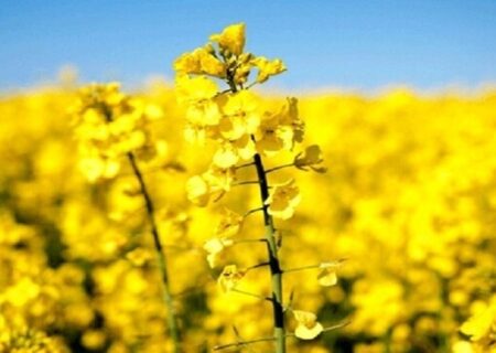 تولید ۹۵۰۰ تن دانه‌های روغنی در آذربایجان شرقی
